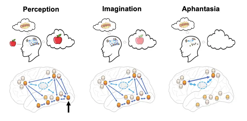 Aphantasia and imagination diagram
